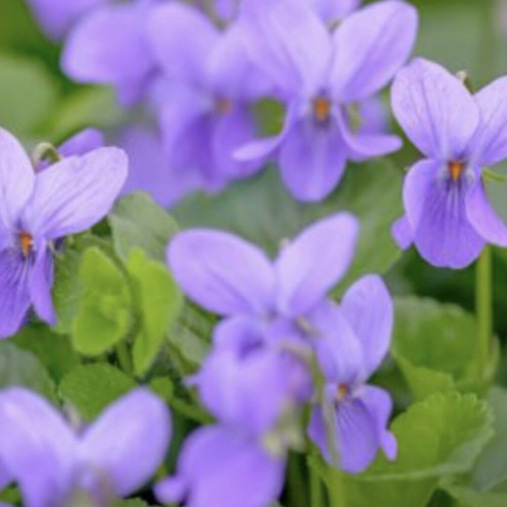 Meet your Posher, Whitney